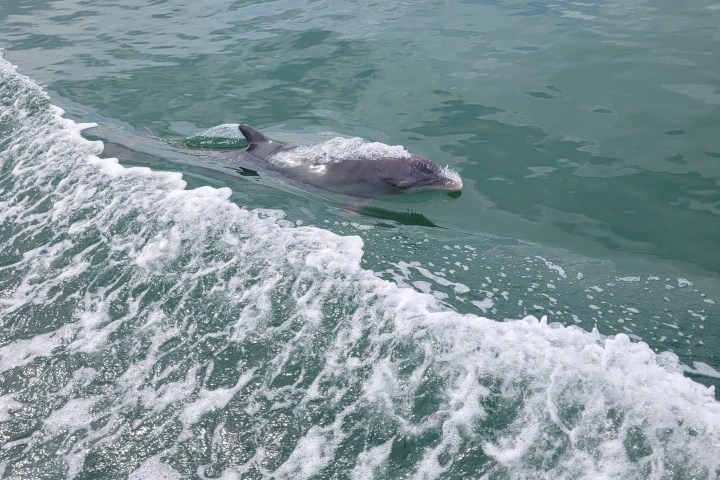 a person riding a wave on top of a body of water