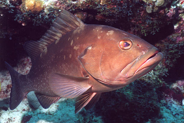 Red Grouper Swimming